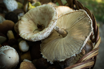 Basket full of beautiful mushrooms. Sunny day in the forest