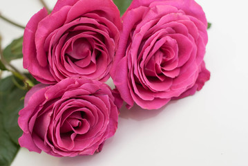 Fototapeta na wymiar Three salmon pink rose flowers in the corner isolated on white