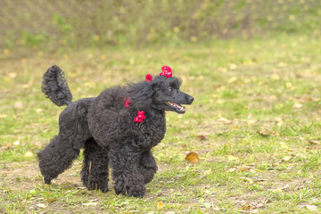 Dog Poodle close-up