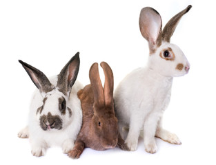 Checkered Giant rabbits © cynoclub
