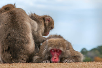grooming monkey