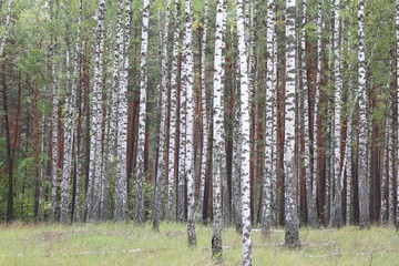 Naklejka premium Beautiful birches in forest in early autumn