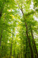Fototapeta na wymiar Wald mit satten grünen Farben 