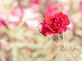 Beautiful red rose flower blurred background
