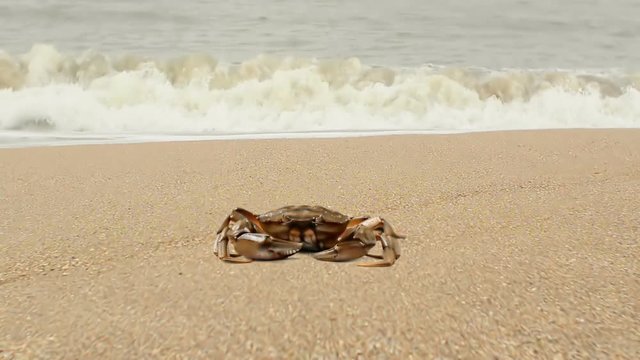 Crab on sand.