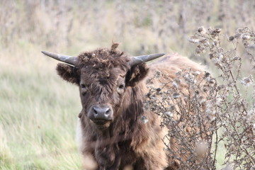 Brown shaggy haired cow covered in burrs after walking through a weed filled field.  

