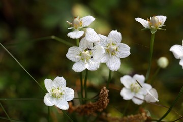 Marsh grass of Parnassus (Parnassia palustris)