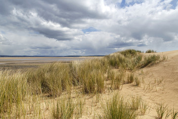 Fototapeta na wymiar Dune grasses on a deserted beach in Wales