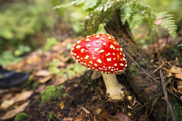 ядовитый гриб мухомор