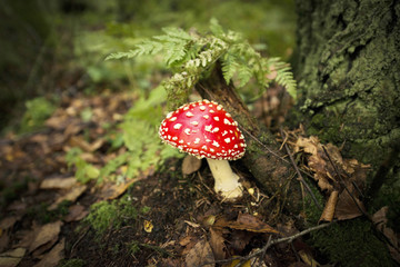 red poisonous mushroom with white dots