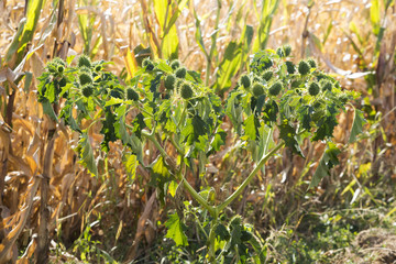 stramonium , jimson weed , toxic plant near the cornfields
