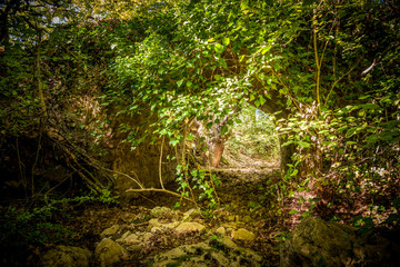 old roman bridge in the woods