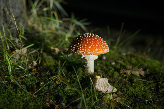 Amanita muscaria mushroom by night