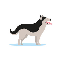 Siberian husky dog, side view vector Illustration