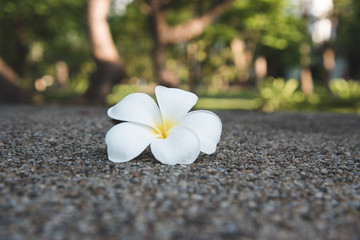 White Tropical Flower With Yellow Center