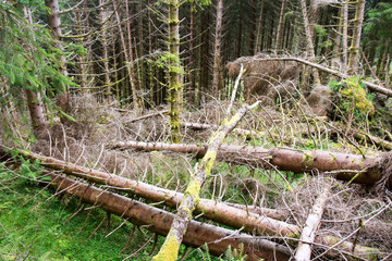 Spruce forest with wind-fallen trees