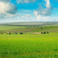 green field and blue sky
