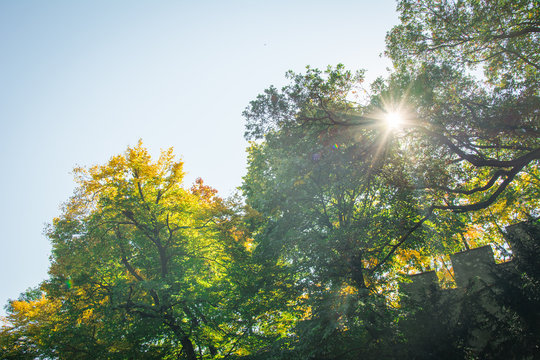 B&auml;ume zu Herbstbeginn