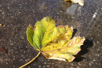 feuille d'automne flaque d'eau
