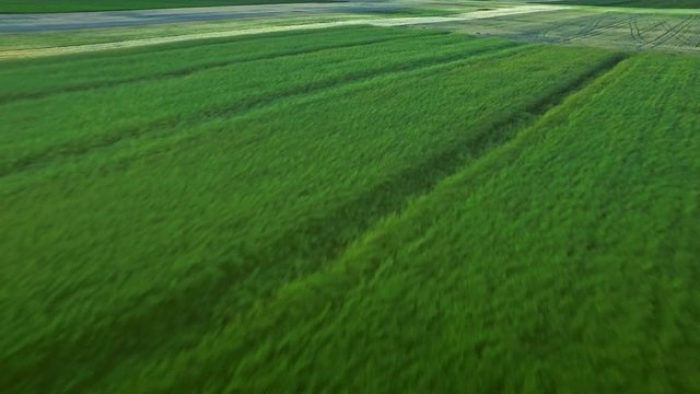 Wheat field landscape. Grain growing on farming field. Aerial view green barley on agricultural field. Rural farming. Beautiful aerial landscape colorful harvest field