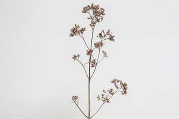 Dried plants