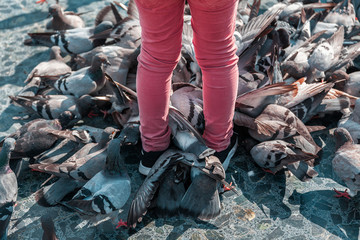 a detail close up of a child feeding a group of pigeons on the square .