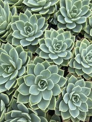 Echeveria Succulents Grouped Close Together at an Angle - 175237483