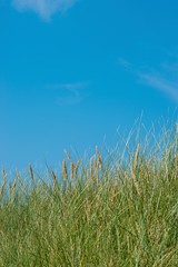 Gewöhnlicher Strandhafer (Ammophila arenaria), Blätter und Rispen mit Samen, Erosionsschutz auf der Insel Helgoland, Schleswig-Holstein, Deutschland 