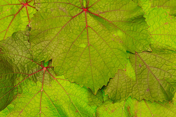 Green grape leaves with red veins, texture macro close up