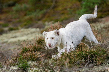 Obraz premium Bengal tiger (Panthera tigris tigris)albino white india