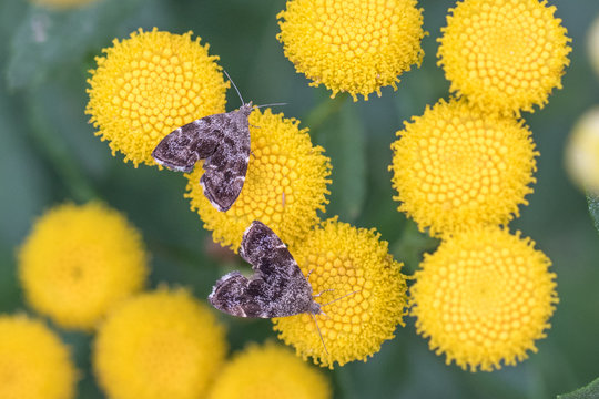 Common Nettle-tap - Anthophila Fabriciana On Tansy - Tanacetum Vulgare