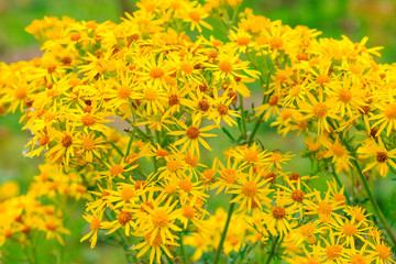 Selective focus, group of wild yellow daisies in a wood of the UK