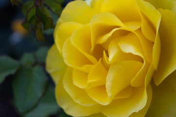 Close-up of a perfect yellow rose in a garden.