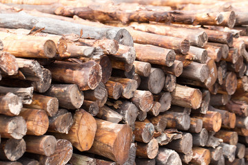 Firewood stacked and prepared for winter Pile of wood logs