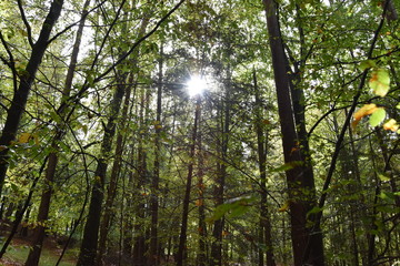Primeval forest, Bavarian forest national park, autumn