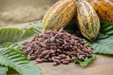 Raw Cocoa beans and cocoa pod on a wooden surface