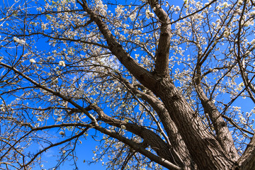 Cherry blossom looking from the bottom