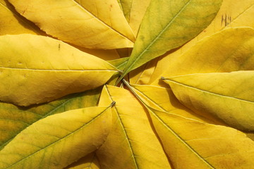 There are yellow leaves close-up