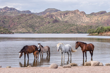 Saguaro Lake Wild Horses (Salt River)