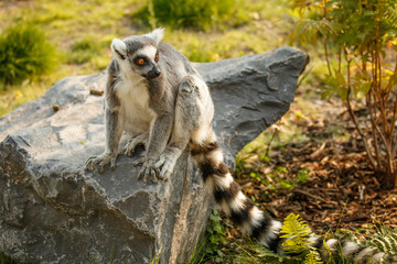 Sitting lemur on the stone, zoo