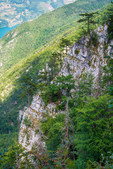 beautiful Tara mountain from Serbia