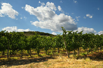 Beautiful Vineyard with blue cloudy sky in chianti region, Tuscany. Italy