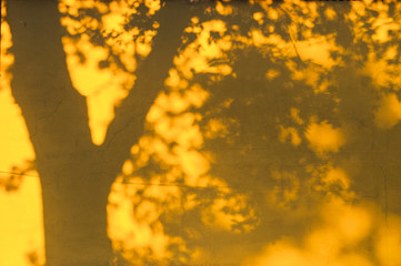 Shadow of an oak tree on yellow wall.