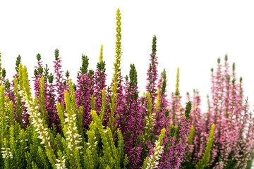 Calluna vulgaris