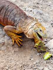 FEEDING LAND IGUANA ON SOUTH PLAZA ISLAND - GALAPAGOS, ECUADOR