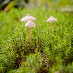 mycena epipterygia between the moss in the forest
