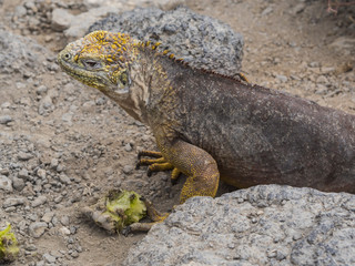 FEEDING LAND IGUANA ON SOUTH PLAZA ISLAND - GALAPAGOS, ECUADOR