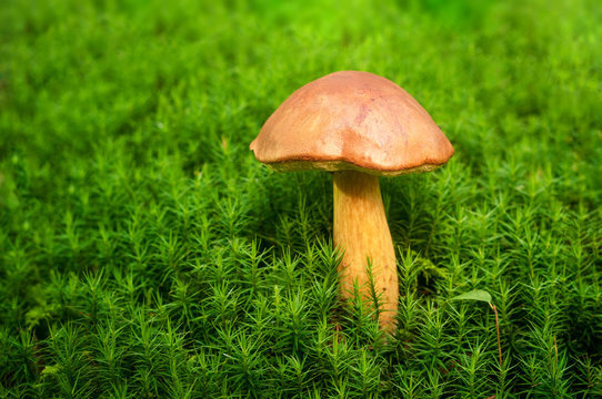Forest mushrooms growing in a moss closeup. Edible mushrooms in the forest .