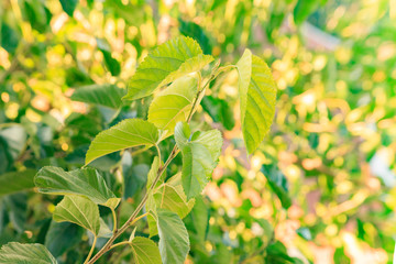 Colorful foliage with shallow depth of field in the autumn forest.