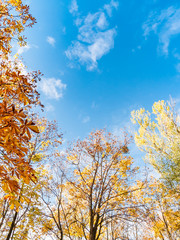 Colorful autumn trees with orange leaves in the fall with a blue sky.